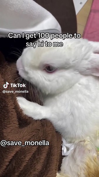 Do I deserve to get 100 friends #save #bunny #rabbitsoftiktok #love | rabbits