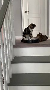 14K views · 66 reactions | Hey cat!! No FREE RIDES. Funny Videos Want to be featured? Message us videos you filmed to be featured on the page! | Funny Videos | Facebook