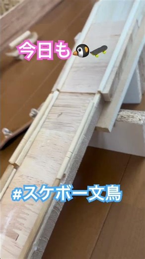 #スケボー文鳥 #Java Sparrow Skateboard#Pajarito Java haciendo skate#Burung Parkit Naik Skateboard