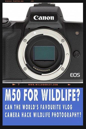 Canon M50: A Top Choice for Wildlife Photography?
