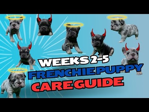 Caring for French Bulldog Puppies: Everything You Need to Know