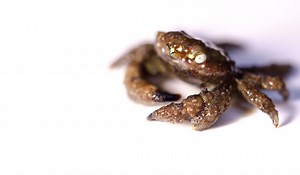 An introduction to coral crabs, good and bad | Reef Builders | The Reef and Saltwater Aquarium Blog