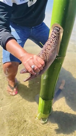 Catching a Giant Moray Eel from a Bamboo Pipe! 🐍🎋 | Primitive Coastal Survival Discovery