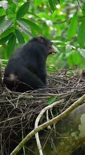 Mother Chimp Fights Baboon To Protect Her Baby 🐵💥 Wild Attack Caught On Camera