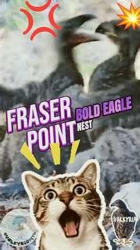 Zuma Messed With the WRONG Sister 😳🦅*FRASER POINT BALD EAGLE NEST * 2026/04/17-18