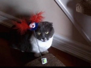 Munchie the Scottish Fold Munchkin with her new toy.