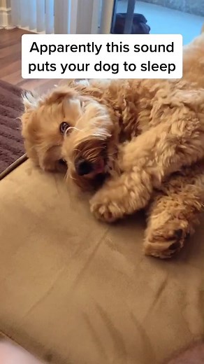 OMG it actually worked! Haha 😴😳 #HeyAngel #petsoftiktok #doggo #sleepydog