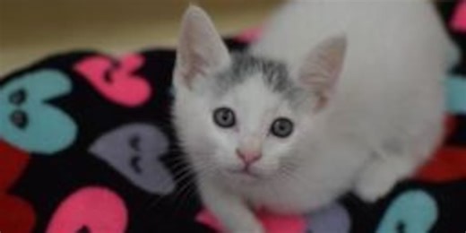 Adoption adjustments at Oregon Humane Society amid peak of kitten season