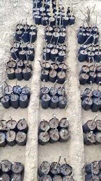 Effect of Different growing media on propagation by hardwood cuttings