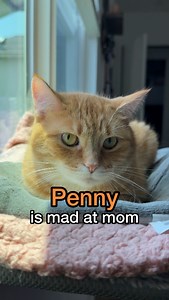 293K views · 10K reactions | one step forward, fourteen steps back for the spare | Penny the Ginger Cat | Facebook
