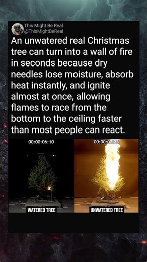 Why Dry Christmas Trees Explode