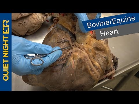 Veterinary Anatomy: Bovine/Equine Heart