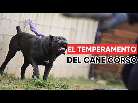 Carácter y Temperamento del Cane Corso: Todo lo que Necesitas Saber sobre esta Raza