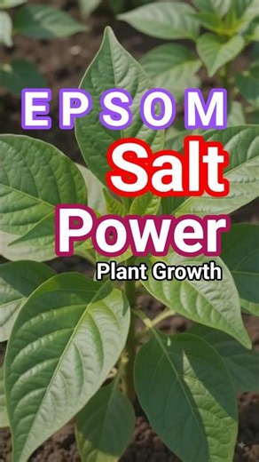 Boost Plant Growth with Epsom Salt! (Step-by-Step) #shorts