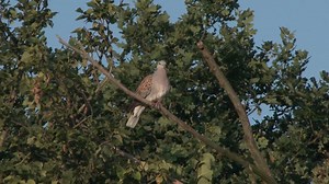 9.3K views · 209 reactions | On #WorldMigratoryBirdDay watch our...