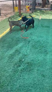 1.6K views · 100 reactions | These two best pals are Boots (black),...