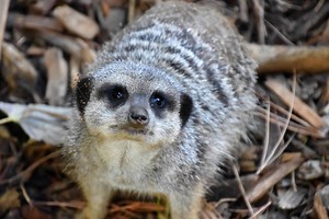 Mammals that Start with M