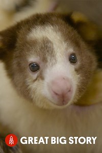 The plight of the Matschie's tree kangaroo