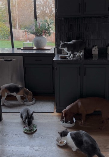 also we HAVE another bunny and they quite literally want to unalive eachother sooooo #bunnies #beagles #cats