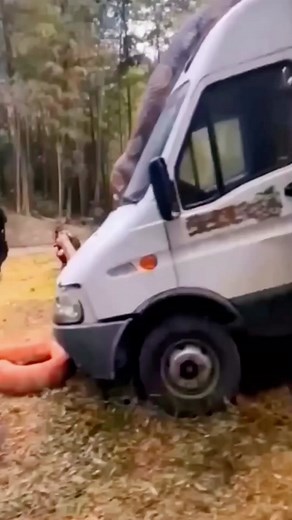 OMG😱 #wildanimals #anaconda #animals