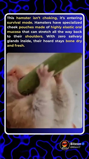 Watch This Hamster Unfold Its Hidden Storage Room! #shorts