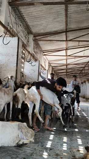 Goat Slaughter House Ka Khatarnak Moment 😱 #shorts #viral #trending