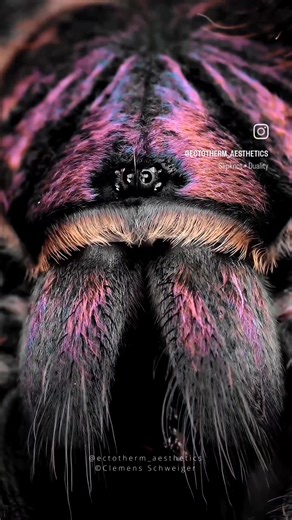 Tarantula Compilation: Macrothele, Funnel Web, Curtainweb Spider