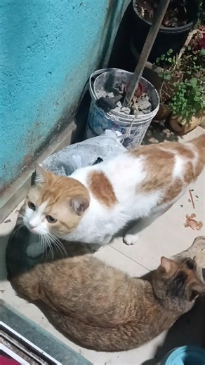 पाहुणी इलेसाखर नाव पत्ती नाय🤣🤣#comefy#h#shorts #utube #