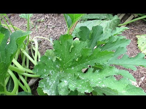 How to Use Hydrogen Peroxide to Treat Powdery Mildew on Squash & Zucchini: Fungus Identification