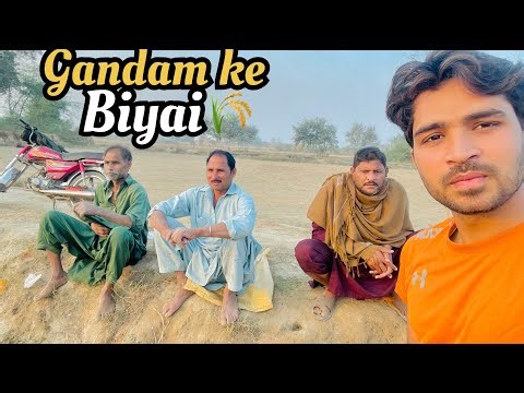 Gandam Lagany k kam complete ho Gaya Alhamdullah 🌾🙂 || Uk sy doctor aya gamdam lagany ky liya 😅😀