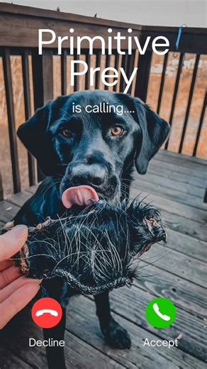 🚨New Brand Alert at All Pets Considered🚨 We’re thrilled to welcome Primitive Prey to our shelves! If you came out to the Carolina Dock Dogs Body Armor State Games this weekend, you may have noticed their awesome booth — we sure did! 👀 Once we met the Primitive Prey team and learned more about their mission, we knew it was a perfect match. 🐾 Primitive Prey brings your dog the healthiest treats and toppers — single-ingredient, locally sourced, and air-dried to perfection. Nothing artificial, j