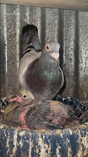 pigeon loft #pigeon
