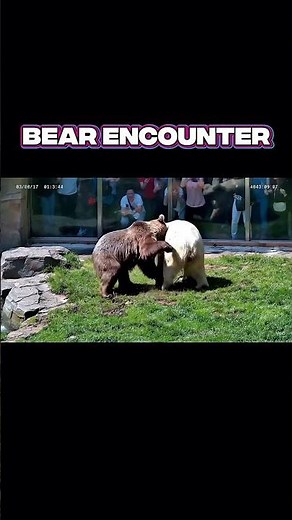 GRIZZLY BEAR VS POLAR BEAR