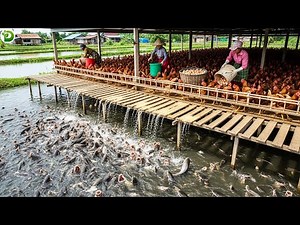 Perfect Integrated Farm - Raising Chickens on a Fish Pond Minimize Costs and Maximize Profits