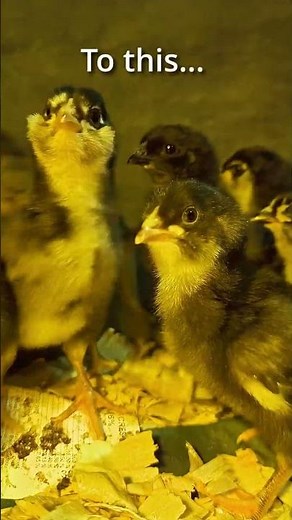 From Incubator to 1-Week-Old and Curious 🐥 #homesteadlife