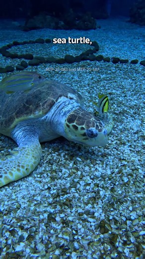 Focus, dude 🫧 On these The Seas with Nemo & Friends Pavilion facts to celebrate 40 years of fin-tastic fun 🐡 #EPCOT | Disney Parks