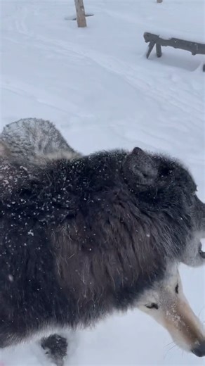 Snow days for wolves | Wolf Lovers USA Shop