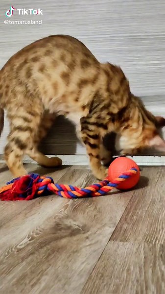 Bengal Cat Playtime: Engaging Indoor Activities