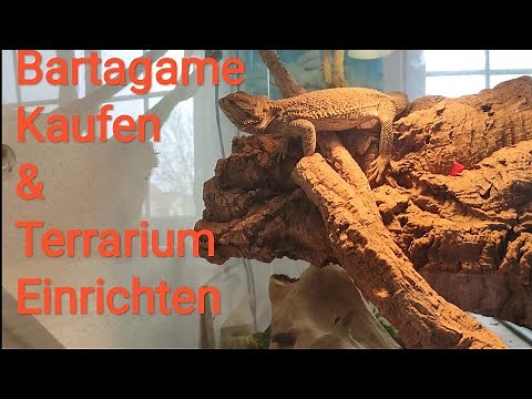 Bartagame Kaufen - Bartagamen Haltung - Terrarium Einrichten