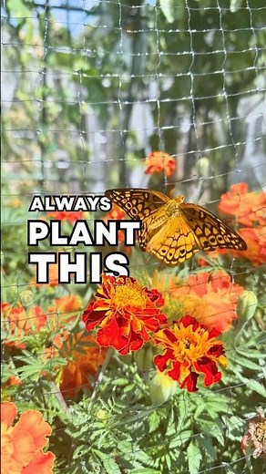The One Flower Every Beginner Gardener Should Grow