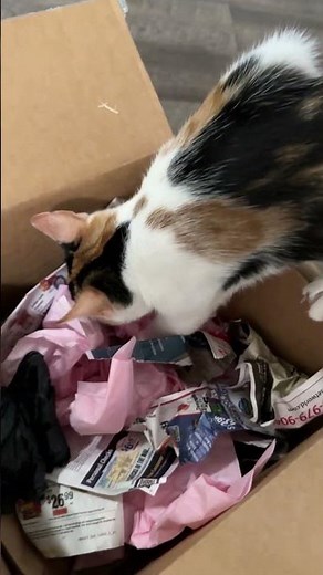 The BEST Foraging Box For Your Cat's Enrichment with Nutra Complete | Ultimate Pet Nutrition