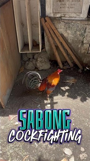 For Sabong , Cockfighting Rooster