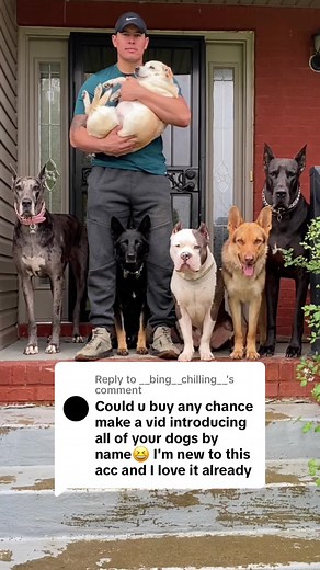 Replying to @__bing__chilling__ Appreciate all the new followers! & as always, thanks to all my OG’s for rockin with me from the beginning. 🙏🏽🧡🤜🏽🤛🏽 #dogsoftiktok#n8tivedogfather#gsdoftiktok#xlbully#greatdane#fyp