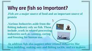 Why are fish important to human life? [2025] | QAQooking.wiki