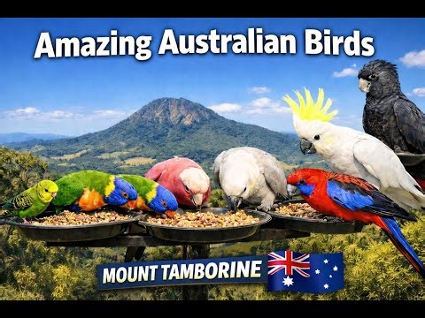 Amazing Australian Birds #australia Relaxing Wildlife Footage #wildlife.