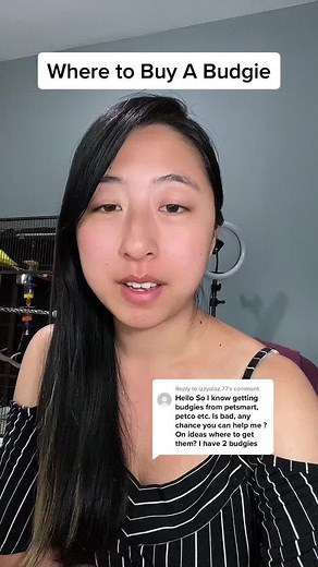 Where to Buy Budgies and Parrots: Complete Guide