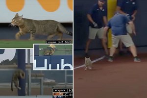 Watch cat run on to field and hold up New York Yankees vs Baltimore Orioles for almost four minutes with crowd loving it