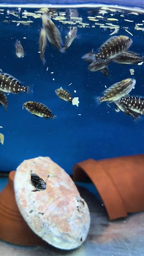 #Tropheus #Duboisi #cichlids
