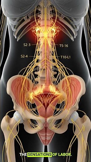 This Is What Contractions Actually Do to Your Body in 3D – Animated Medical Visuals