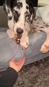 702K views · 22K reactions | My Great Dane saved her puppy from falling off the couch | Dear Danes | Facebook